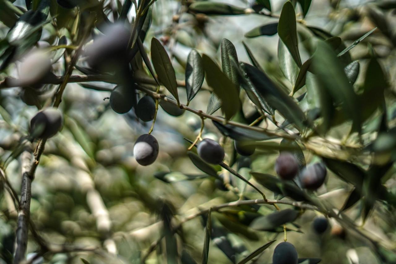 Agriturismo La Rocca ซานบาร์โตโลเมโอ อัล มาเร ภายนอก รูปภาพ