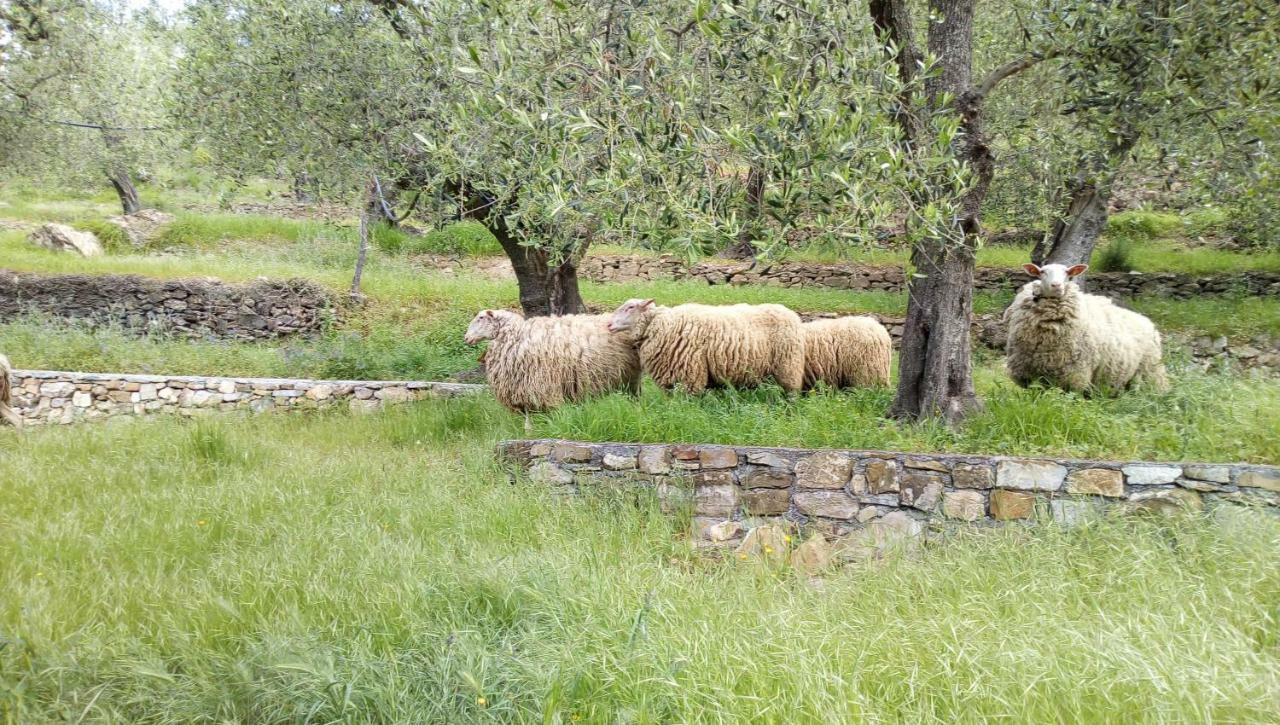 Agriturismo La Rocca ซานบาร์โตโลเมโอ อัล มาเร ภายนอก รูปภาพ